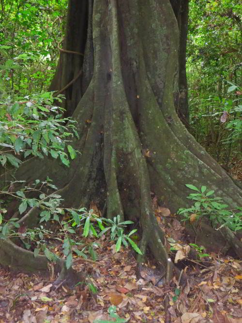 PARQUE NACIONAL MACHALILLA: UBICACIÓN Y FLORA Y FAUNA: Bosque de siempreverde montano bajo es represendado por árboles enormes con raíces muy amplios.