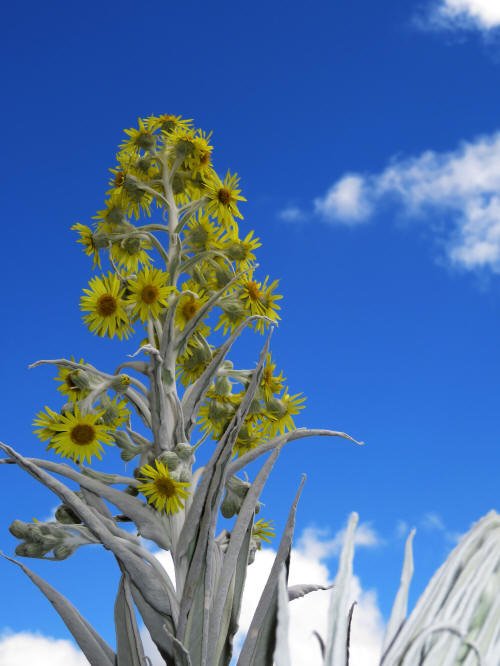 CHIMBORAZO MOUNTAIN NATIONAL  PARK PEAK ECUADOR: VOLCANO SUMMIT  HEIGHT / ALTITUDE:  frailejon Espeletia garcibarrigae flowering.