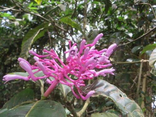 ECUADOR NATIONAL TREE CHINCHONA PUBESCENS