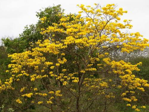 PARQUE NACIONAL MACHALILLA: UBICACIÓN Y FLORA Y FAUNA: árbol de guayacán floresciente. 