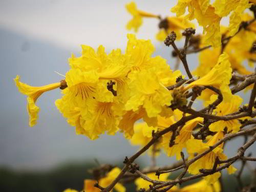 10 MEJORES COSAS A HACER Y VER EN PARQUE NACIONAL MACHALILLA: Las flores del guayacán.