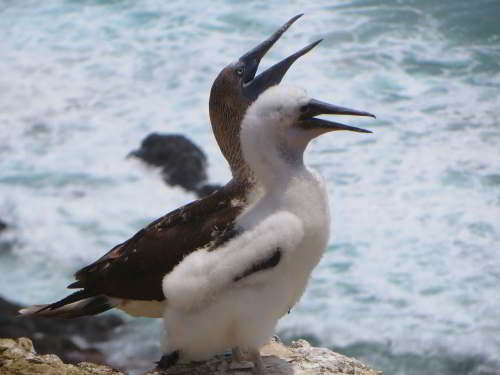 ISLA DE LA PLATA, ECUADOR, TOURS [2026]: Blue-footed Booby with young.