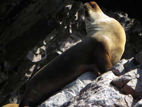 MAMMALS  & WILDLIFE [MAMÍFEROS] ECUADORMAMMALS  & WILDLIFE [MAMÍFEROS] ECUADOR: Galapagos Sea Lion