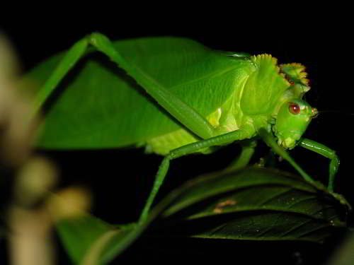 ECUADOR AMAZONAS REGENWALD URLAUB: Sicherlich wirden Sie alle Arten von nächtlichen Insekten sehen, wie diese häutende Zobelgrashüpfer.