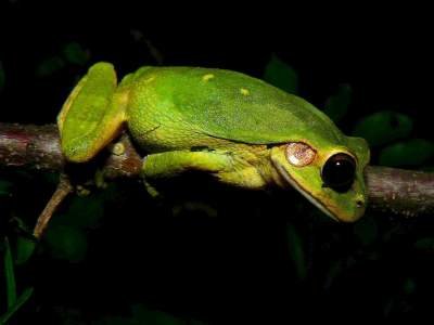 ECUADOR AMAZONAS REGENWALD URLAUB: Baumfrösche gibt es überall, aber es ist ganz schwer sie zu finden. Und wenn Sie endlich denken, daß Sie hast einen in deinem Kamerasucher haben, springt er weg, um ihn nie wieder zu finden.