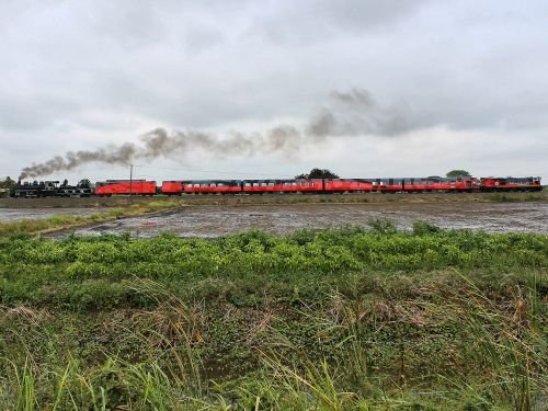 ECUADOR TRAIN SYSTEM: Crucero Train navigating along the rice fields of Ecuador's Pacific lowlands.