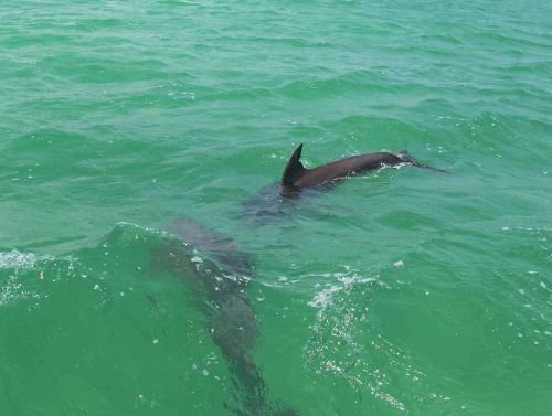 VOYAGE AUX ÎLES GALAPAGOS: COMMENT VISITER: Des Dauphins dans le Mar des Galapagos