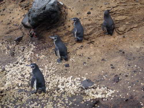 VOYAGE AUX ÎLES GALAPAGOS: COMMENT VISITER: Le seul pingouin tropical du monde, le Pingouin des Galapagos