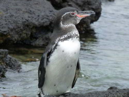 PARQUE NACIONAL GALÁPAGOS, SU FLORA Y FAUNA Y UBICACIÓN: Pingüinos tropicales de Galapagos