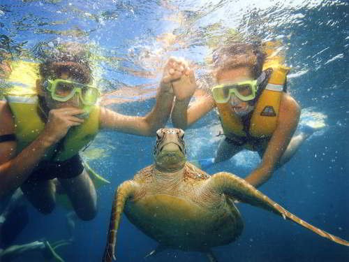 BARTOLOME GALAPAGOS DAY TRIP: snorkeling with Green Turtle.