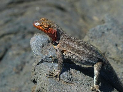 BARTOLOME GALAPAGOS DAY TRIP: female  lava lizard
