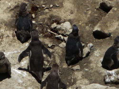 PARQUE NACIONAL GALÁPAGOS, SU FLORA Y FAUNA Y UBICACIÓN: Pingüinos tropicales anidan en Galapagos