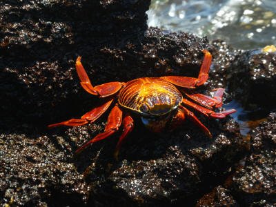 BARTOLOME GALAPAGOS DAY TRIP: Female Sally Lightfoot Crab.