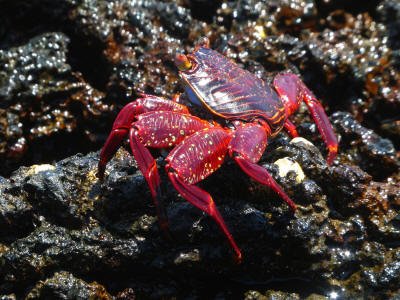 BARTOLOME GALAPAGOS DAY TRIP: Male Sally Lightfoot Crab