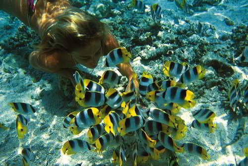 BARTOLOME GALAPAGOS DAY TRIP: diving to the bright colored  fishes.