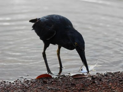 BARTOLOME GALAPAGOS DAY TRIP: Lava heron