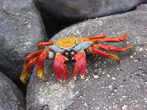 VOYAGE AUX ÎLES GALAPAGOS: COMMENT VISITER: Le crabe rouge, Grapsus Grapsus, est courant tout au long de la côte pacifique