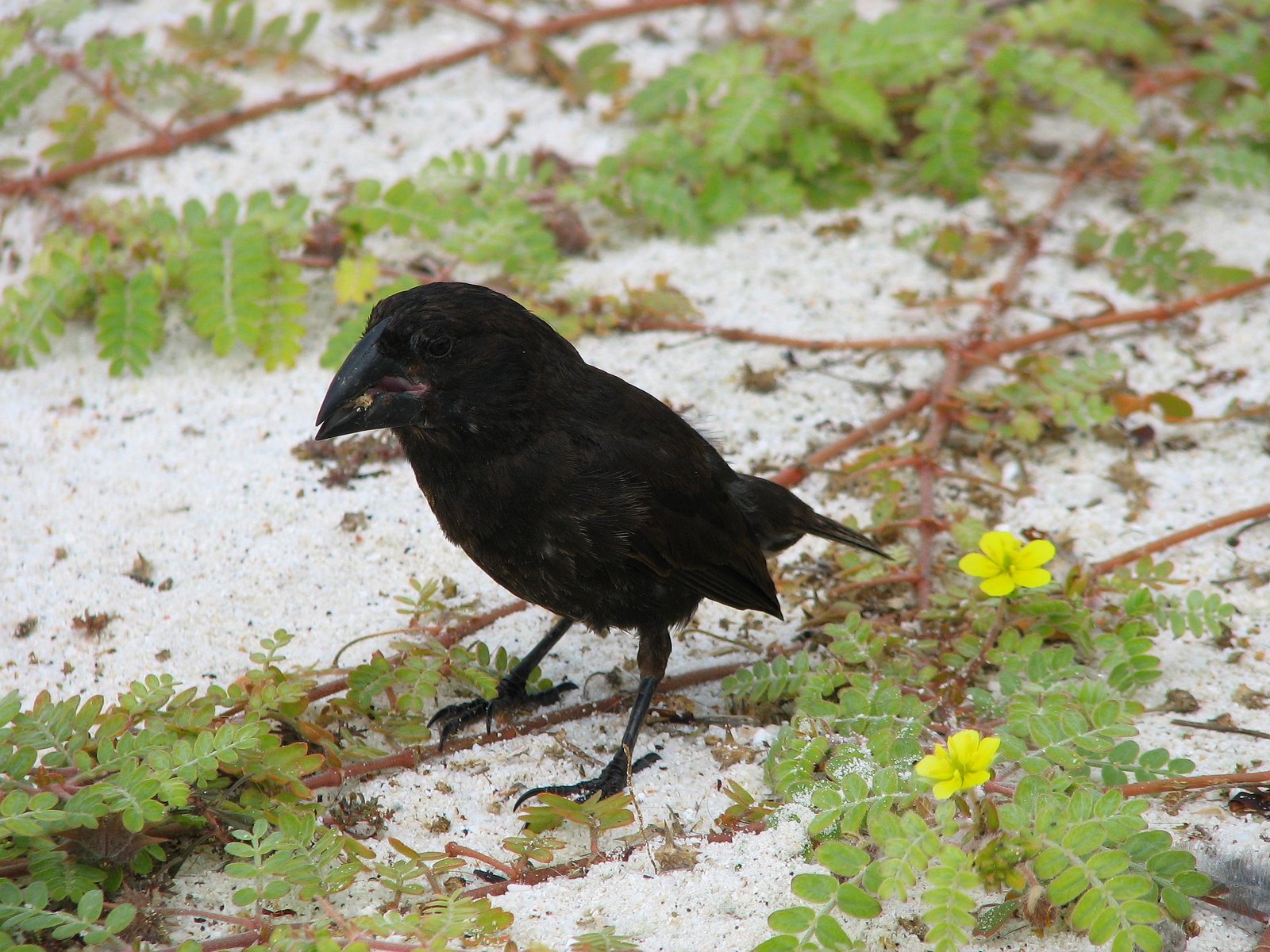 5 - 6 DAY GALAPAGOS NATIONAL PARK ADVENTURE TOURS COSTS [2026]: Male Cactus Finch at Galapagos National Park