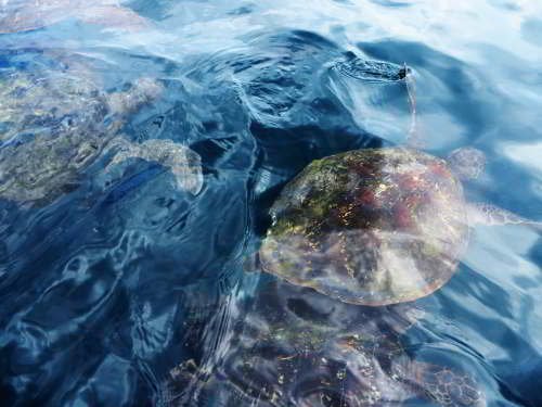 5 - 6 DAY GALAPAGOS NATIONAL PARK ADVENTURE TOURS COSTS [2026]: Green turtels