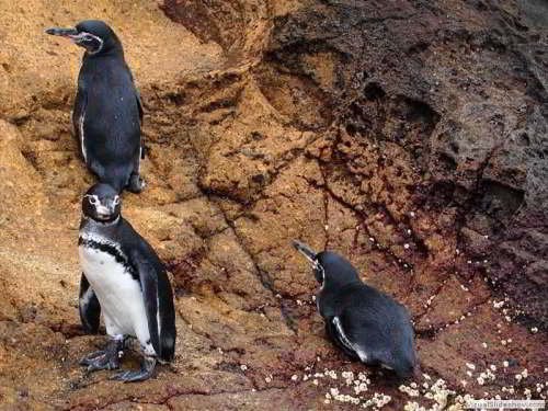VOYAGE AUX ÎLES GALAPAGOS: COMMENT VISITER: le Pingouin des Iles Galapagos