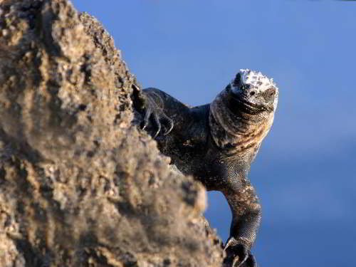 VOYAGE AUX ÎLES GALAPAGOS: COMMENT VISITER: L'iguane marine dans le Parc National Galapagos