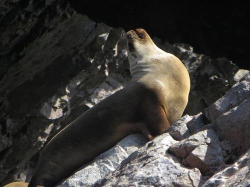 VOYAGE AUX ÎLES GALAPAGOS: COMMENT VISITER: L'otarie des Galapagos, Zalophus Wollebaeki, est une espèce endémique du Parc National Galapagos