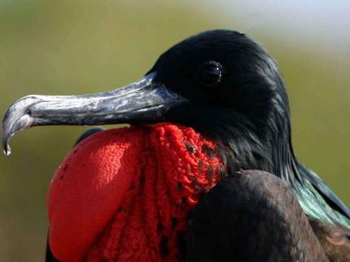 VOYAGE AUX ÎLES GALAPAGOS: COMMENT VISITER: Magnifique frégate, Fregata Magnificens, sur le Pacifique