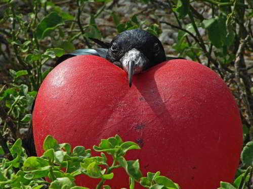 VOYAGE AUX ÎLES GALAPAGOS: COMMENT VISITER: Magnifique frégate, Fregata Magnificens