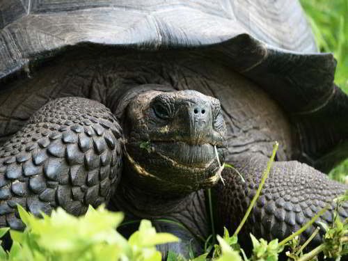PARQUE NACIONAL GALÁPAGOS, SU FLORA Y FAUNA Y UBICACIÓN:  Chelonoids nigra donfaustoi