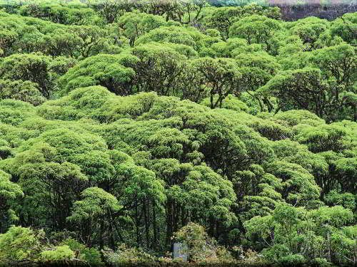 PARQUE NACIONAL GALÁPAGOS, SU FLORA Y FAUNA Y UBICACIÓN: Bosque de margaritas, Scalesia ssp