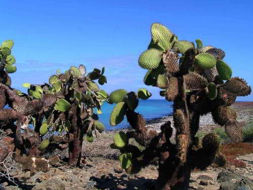 VOYAGE AUX ÎLES GALAPAGOS: COMMENT VISITER: La figue de barbarie du genre Opuntia, Opuntia spp. sur Galapagos