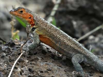 VOYAGE AUX ÎLES GALAPAGOS: COMMENT VISITER: Le lézard de lave des Galapagos
