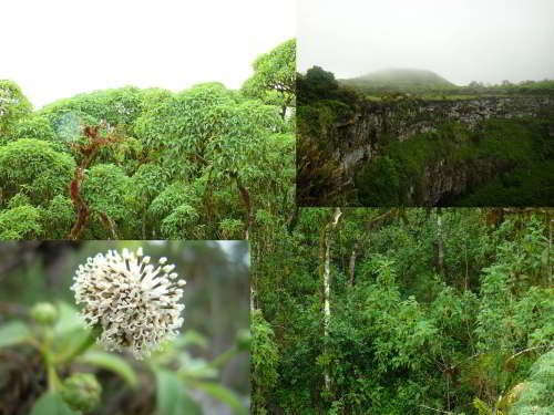 WETTER GALAPAGOS INSELN: BESTE REISEZEIT: Bergenklima auf Galapagos