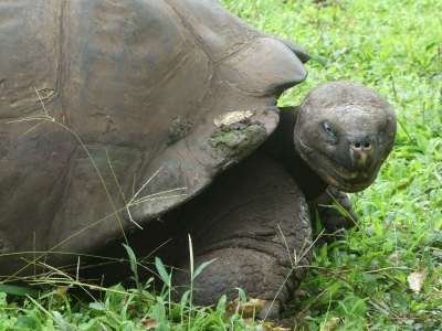 REISERVARINGEN ECUADOR: Giant Tortoise at Galapagos national park