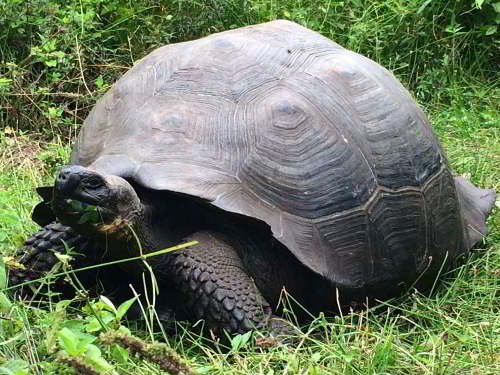 PARQUE NACIONAL GALÁPAGOS, SU FLORA Y FAUNA Y UBICACIÓN: La tortuga Santa Cruz Oriental, Chelonoidis nigra donfaustoi