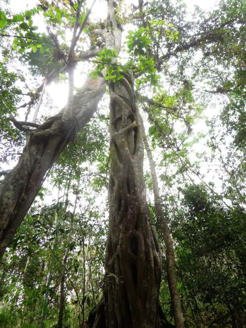 PARQUE NACIONAL MACHALILLA: UBICACIÓN Y FLORA Y FAUNA: Los grandes matapalos, Ficus sp. son componentes de esta vegetación de ribera.