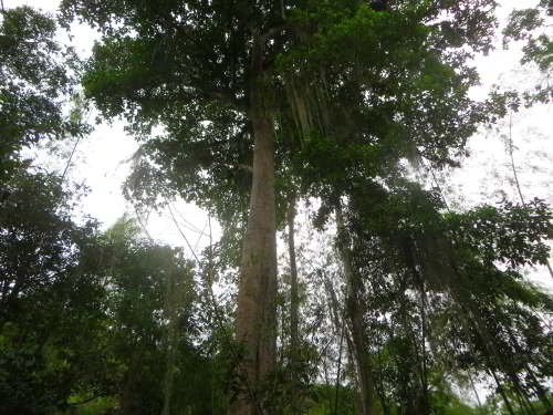 10 MEJORES COSAS A HACER Y VER EN PARQUE NACIONAL MACHALILLA: árbol gigánte en el bosque alto del parque.