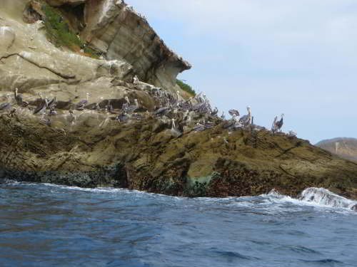 ISLA DE LA PLATA, ECUADOR, TOURS [2026]: Brown Pelicans on the rocks.