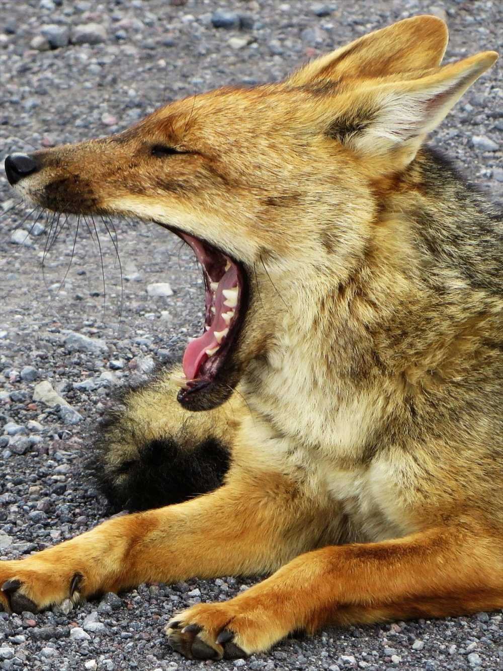 Andean Fox in Cotopaxi National Park