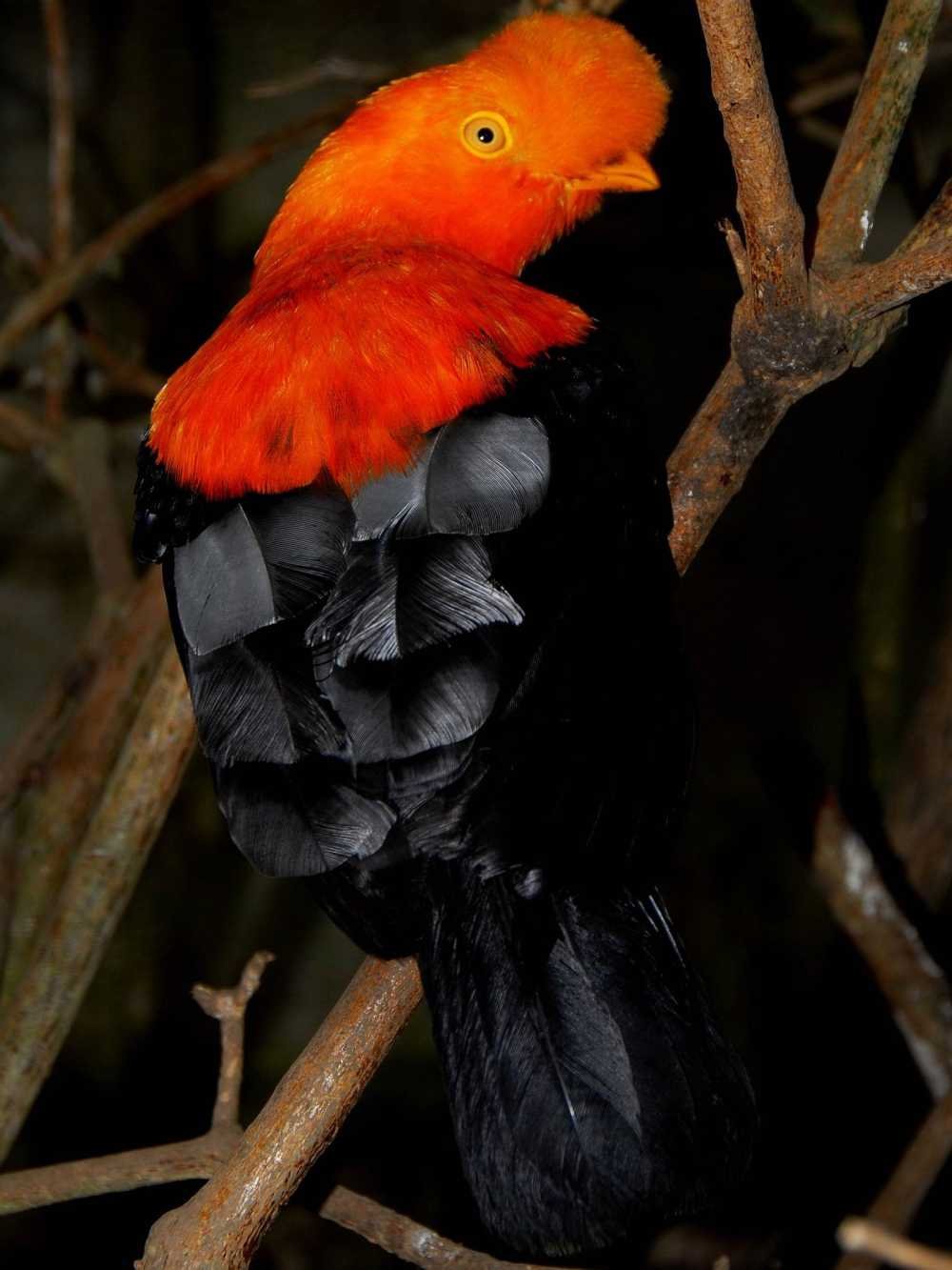 Cock of the Rock in the cloud forest