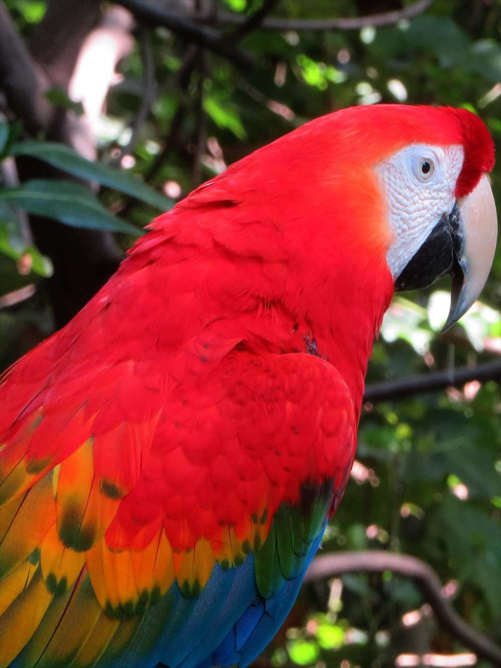 Red and Yellow Macaw