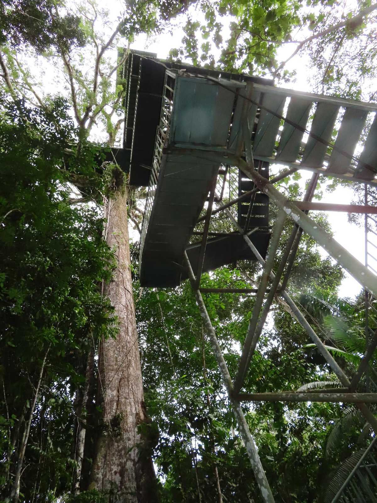 Canopy tower in the Amazon