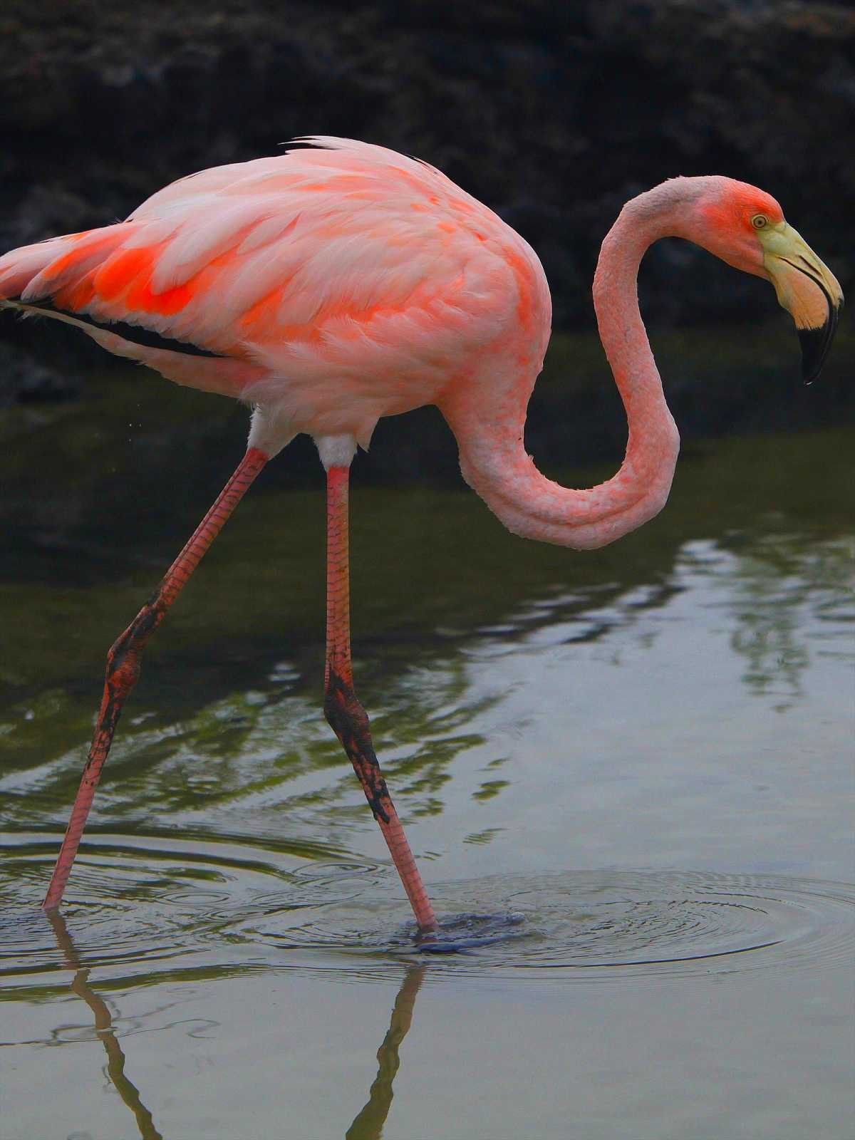 The Caribbean Flamingo also occurs at the Pacific coast