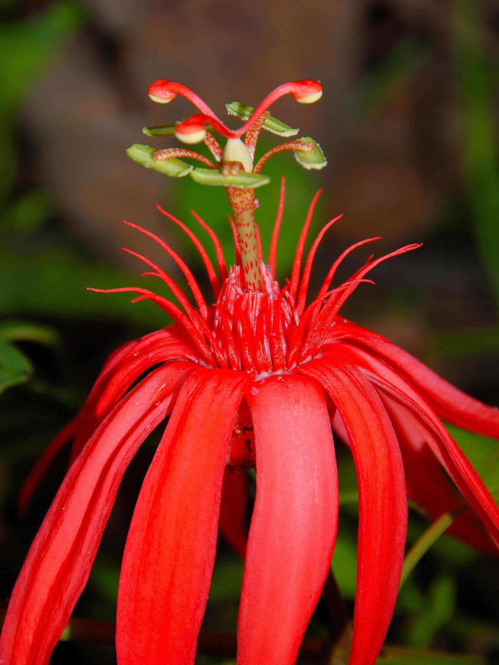 Crimson-red Passion Flower