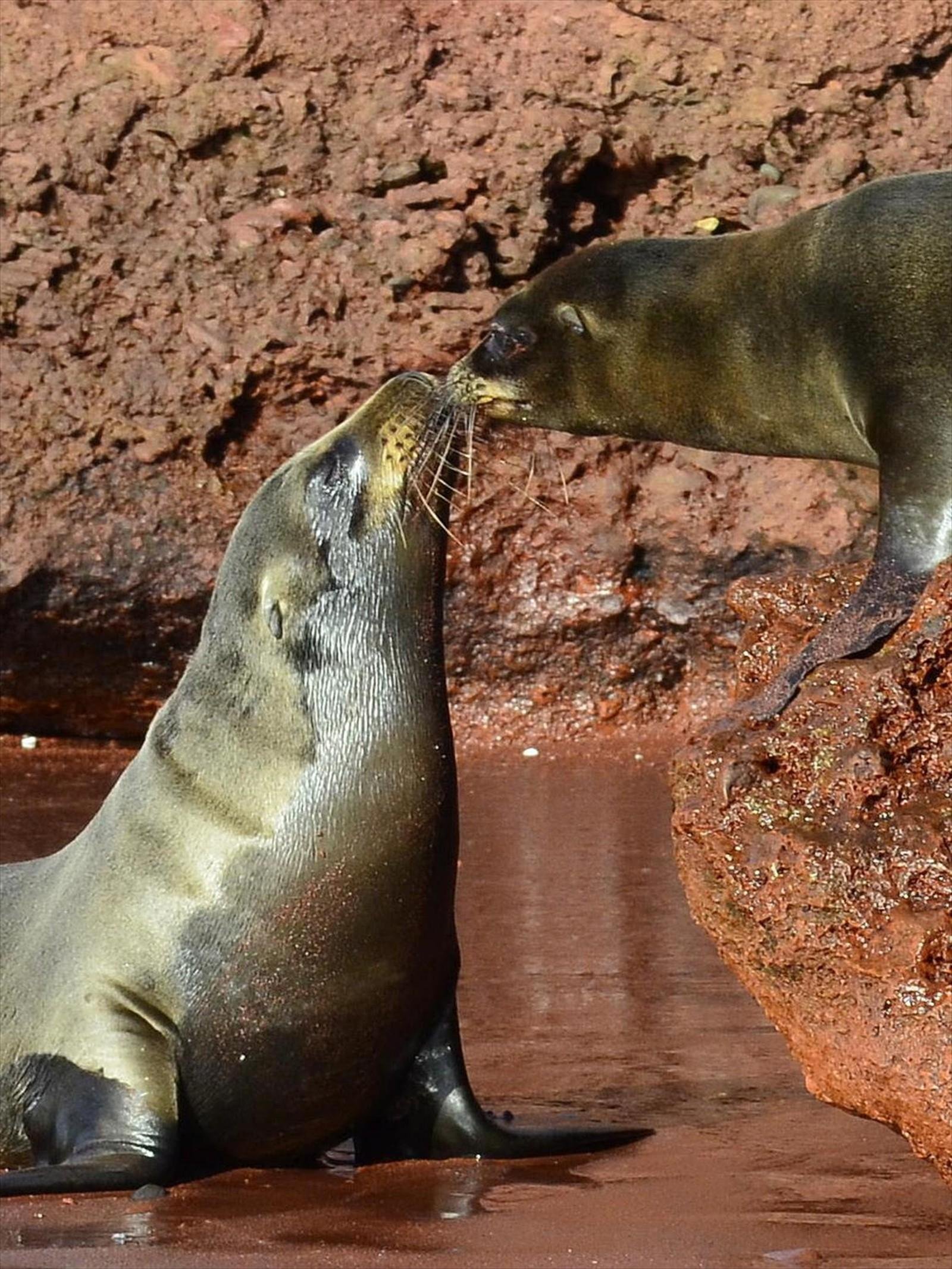 Galapagos Sea Lion friends