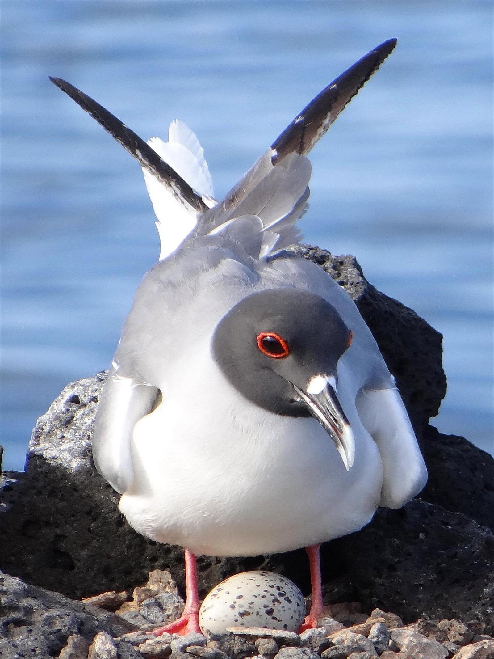 Galapagos Swallow-tailed Gull with her egg