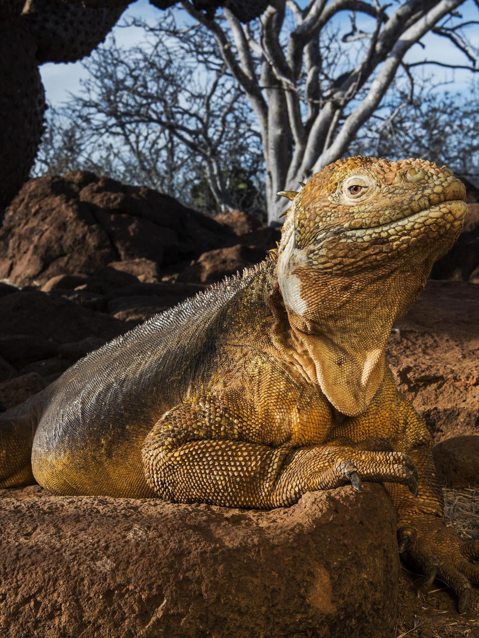 A Land Iguana at sun set