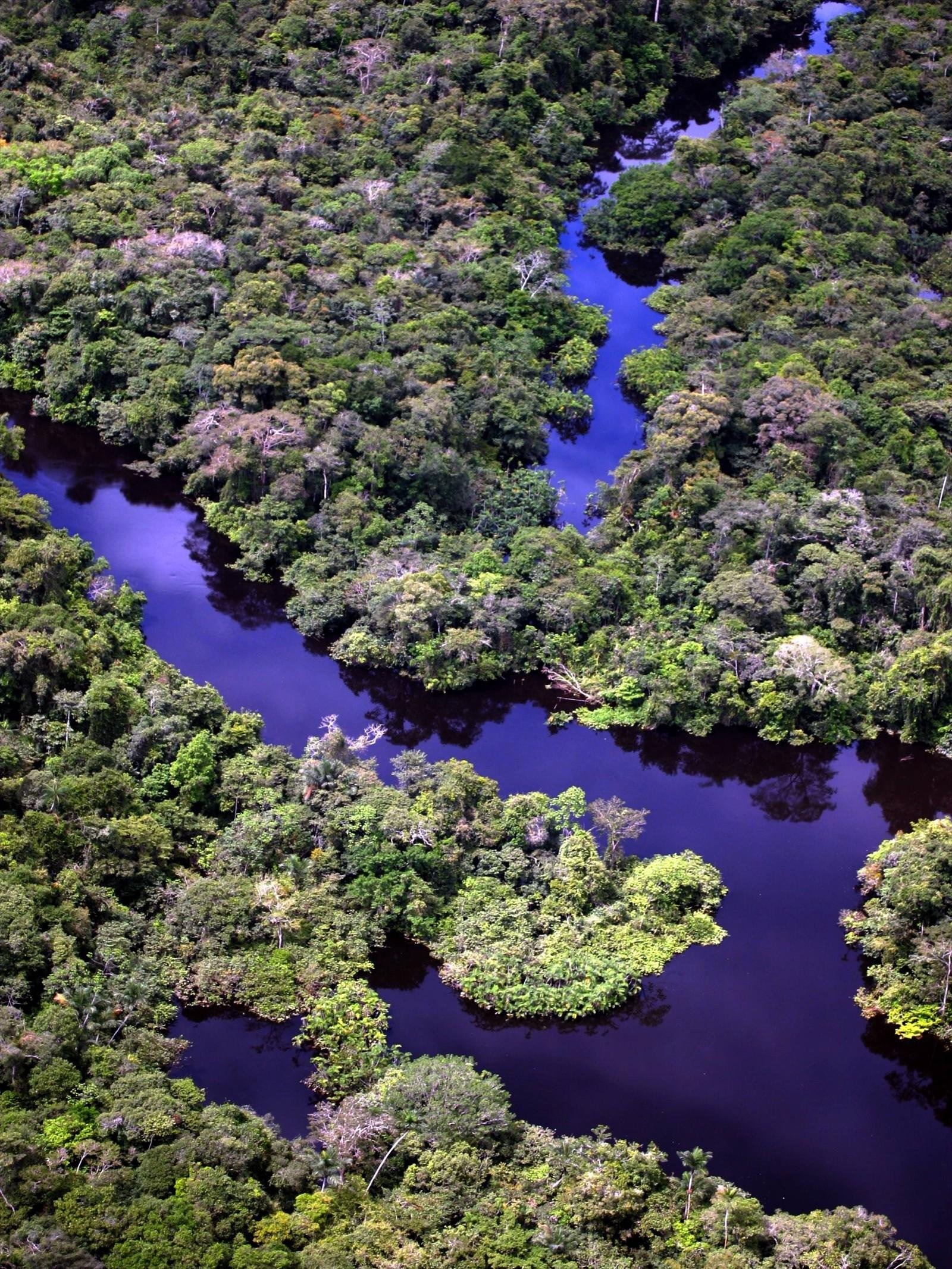 Lowland swamp at Lagartococha