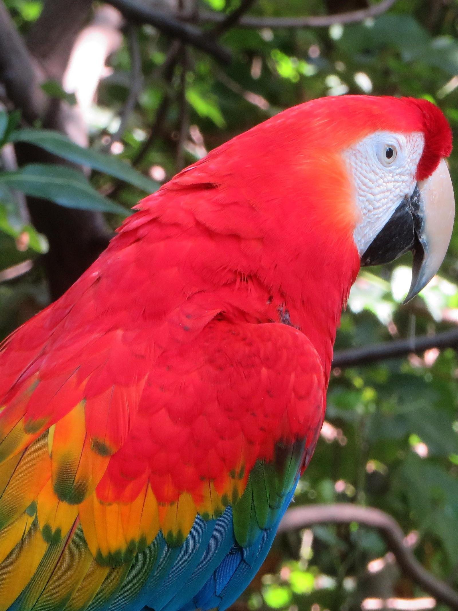Red and Yellow Macaw at the Napo Wildlife Center