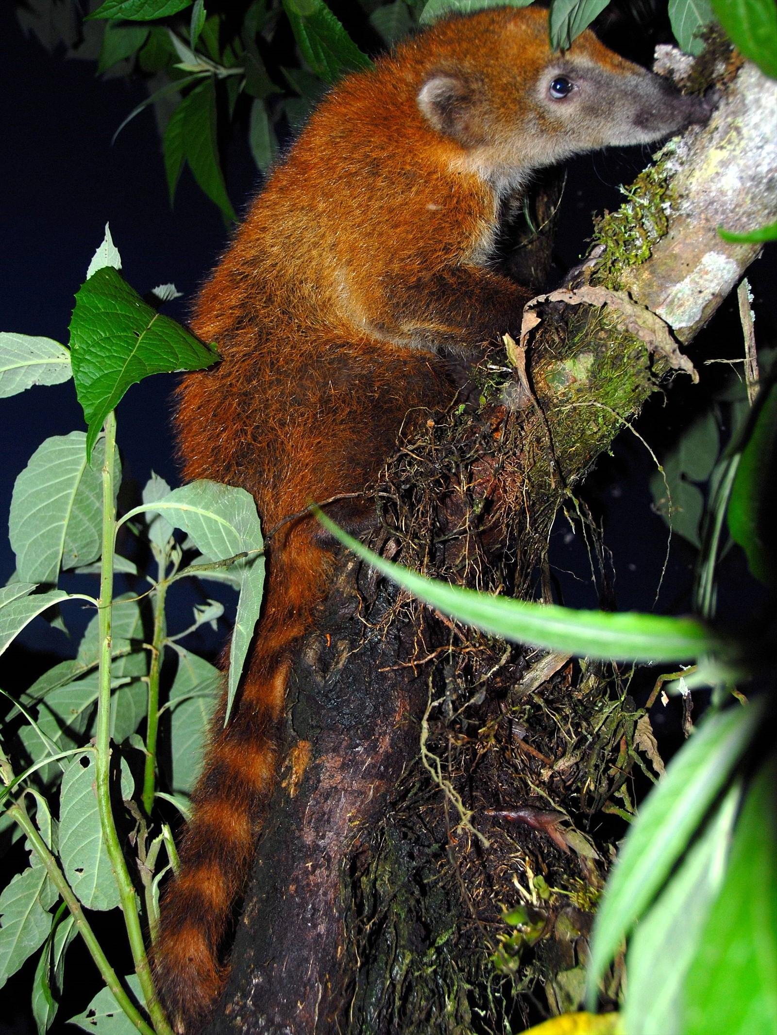 Ring-tailed Coati